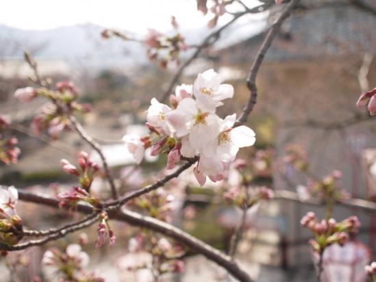 ペンタックスKレンズ-マイクロフォーサーズマウントアダプターレビュー