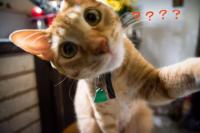  ファインダーを覗くと真っ暗になった原因は？