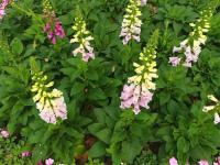 撮った写真を後期加工する！--花編