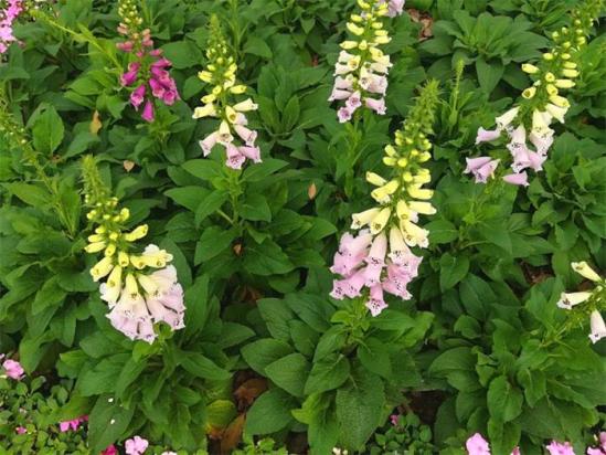 撮った写真を後期加工する！--花編