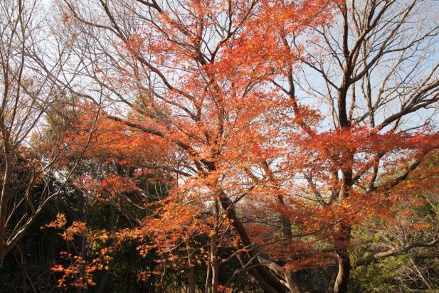 Nano-xシリーズuv，cpl，nd1000フィルターレビュー大集合！