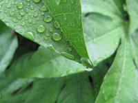 マクロ撮影 水滴の美しい世界---テクニック紹介記事