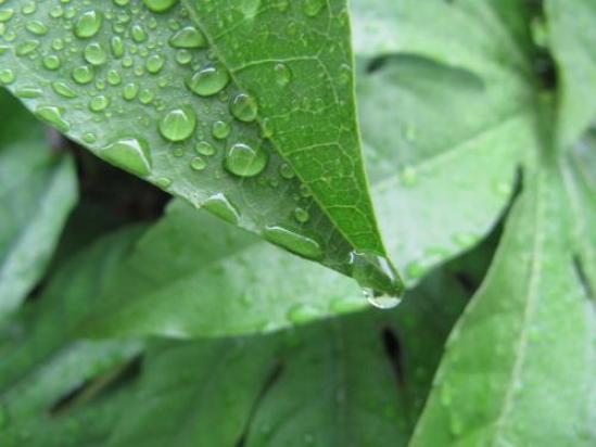 マクロ撮影 水滴の美しい世界---テクニック紹介記事