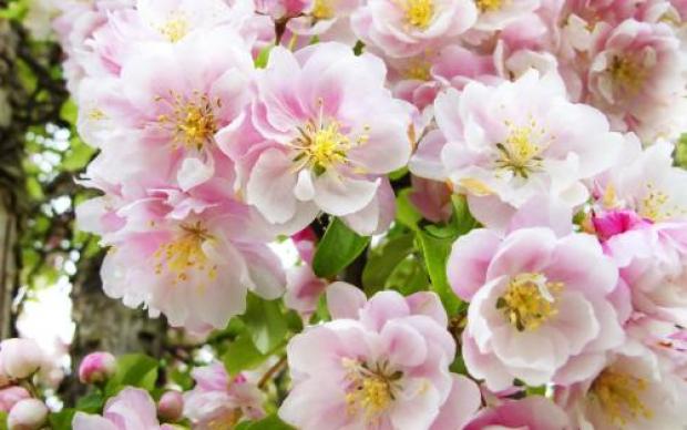 花を綺麗に撮る方の簡単紹介---自然とともに生きるブログ記事