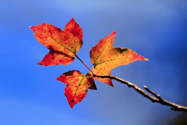 紅葉綺麗に撮れる四つポイントについての記事