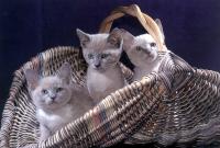 ペット写真を撮るの小コツ