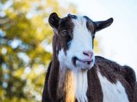 構図の決め方　花・ポートレート