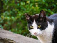 ニコン＞Eマウント K&F Concept マウントアダプターを入手