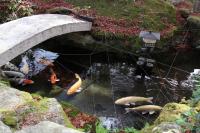 楽しい撮影---反射除去PLフィルターを使ってみよう