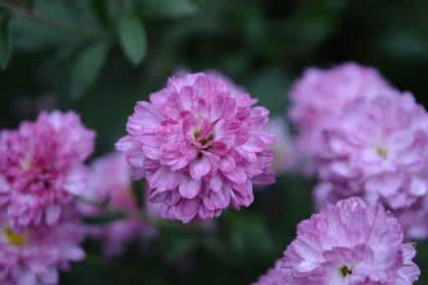 綺麗な花を撮るの5つテクニック