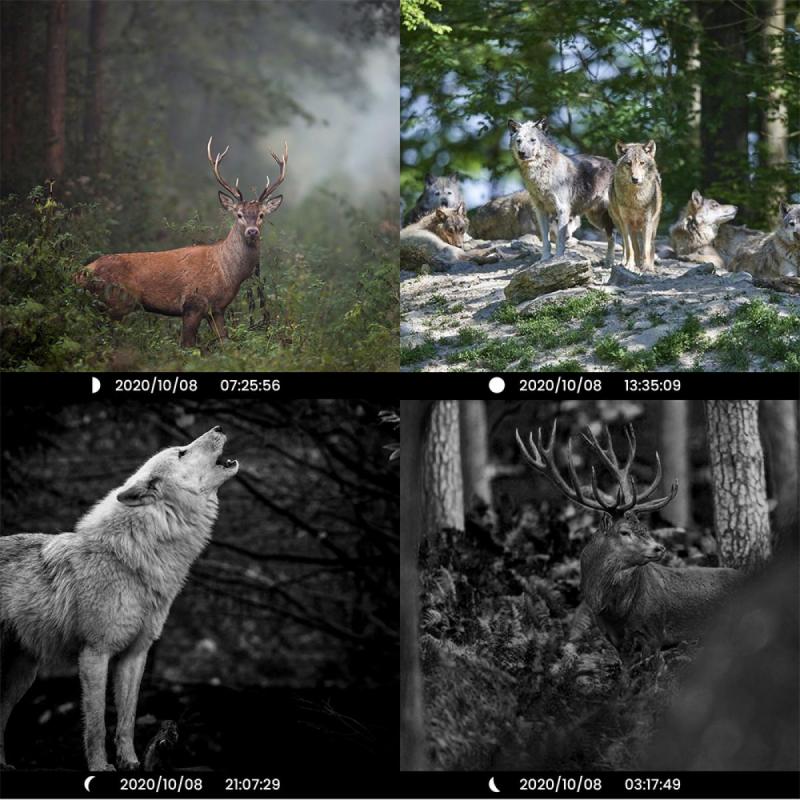 deer hunting trail cameras3