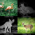 H883 Mini Trail Camera 1080P HD Игровая камера IP66 Водонепроницаемая камера для охоты на диких животных с 12-месячным режимом ожидания и ночным видением 2,4-дюймовые ИК-светодиоды