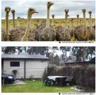 EU LTE 4G polkukamera Ilmainen sim-kortti Matkapuhelinseurantakamera 30MP 4K vedenpitävä riistan metsästyskamera