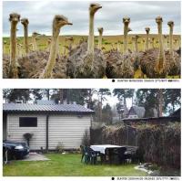 Como Configurar Cameras De Segurança Online No Celular?