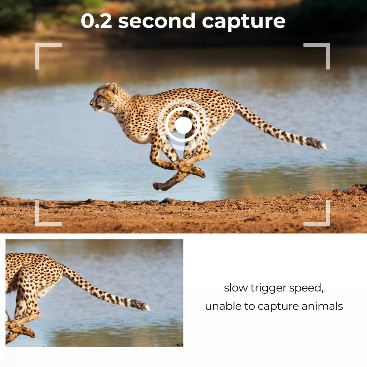 24MP*1296P night vision, 120° wide angle*0.2S trigger 2" screen tracking camera in Maple with AA alkaline battery and 64G high speed SD card