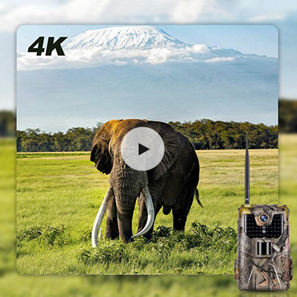 4K H.265 Video Trail Camera