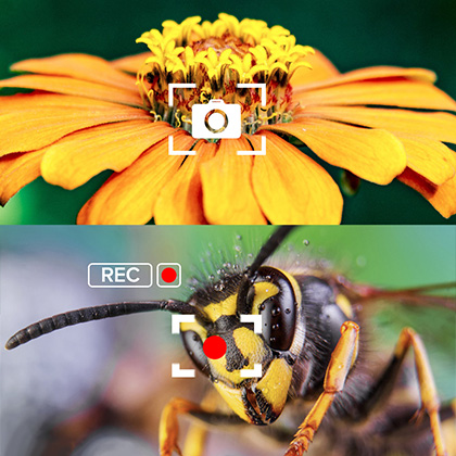 Video and Photo