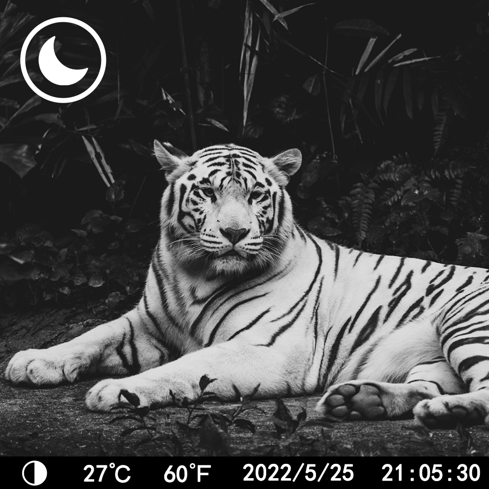IP66 Waterproof & Sturdy Trail Camera