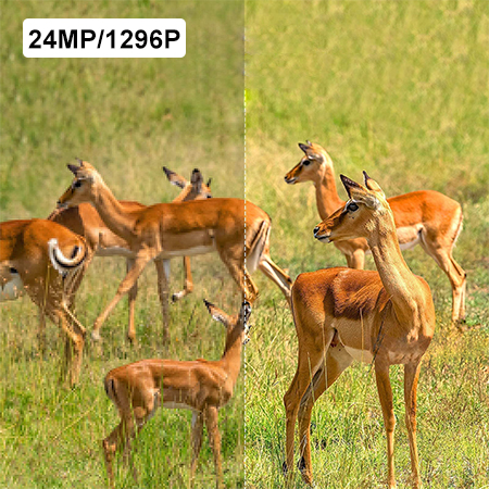 1296P video and 24MP images