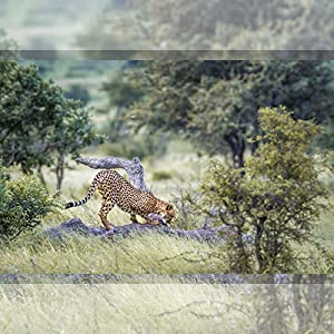 Wildlife Monitoring