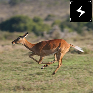 Capture rapide 0.2S